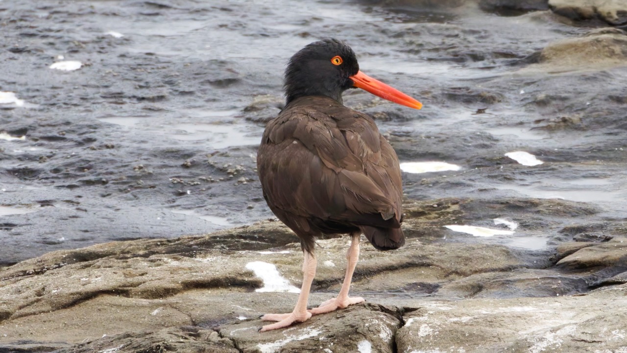 Black Oystercatcher