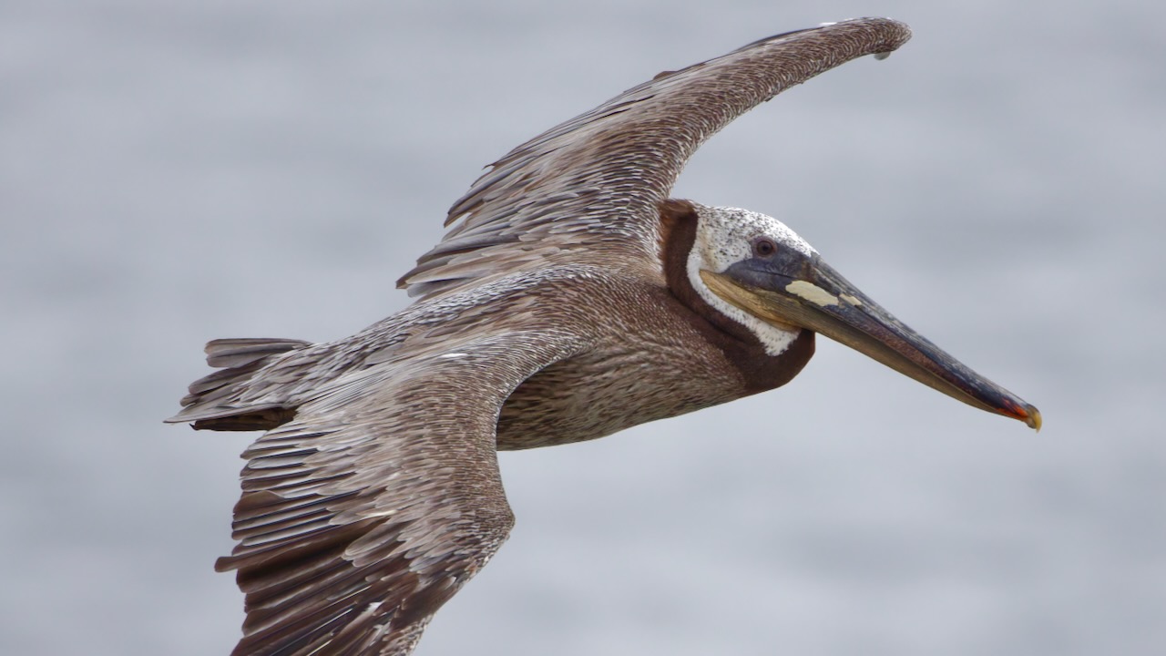 Brown Pelican