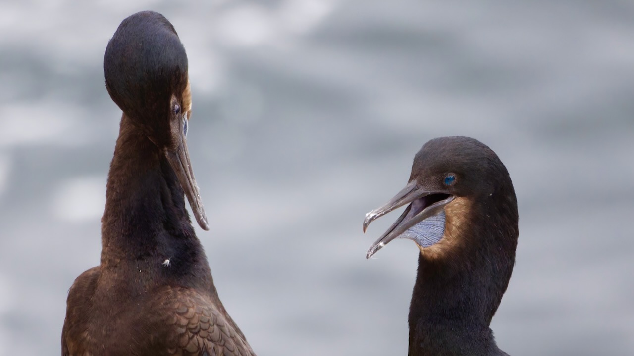 Brandt's Cormorants