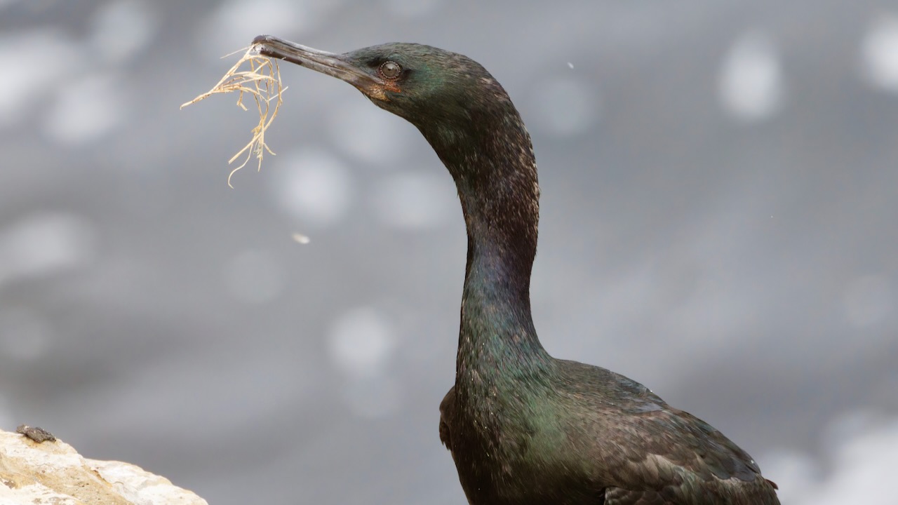 Pelagic Cormorant