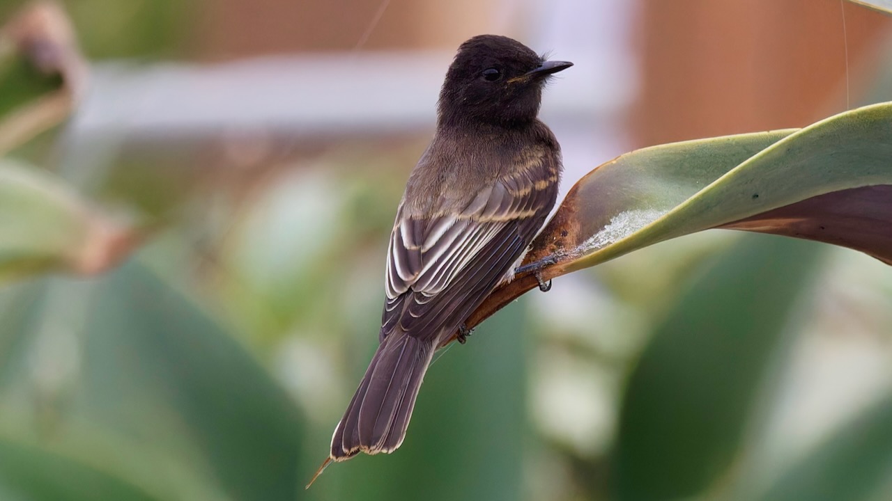 Black Phoebe