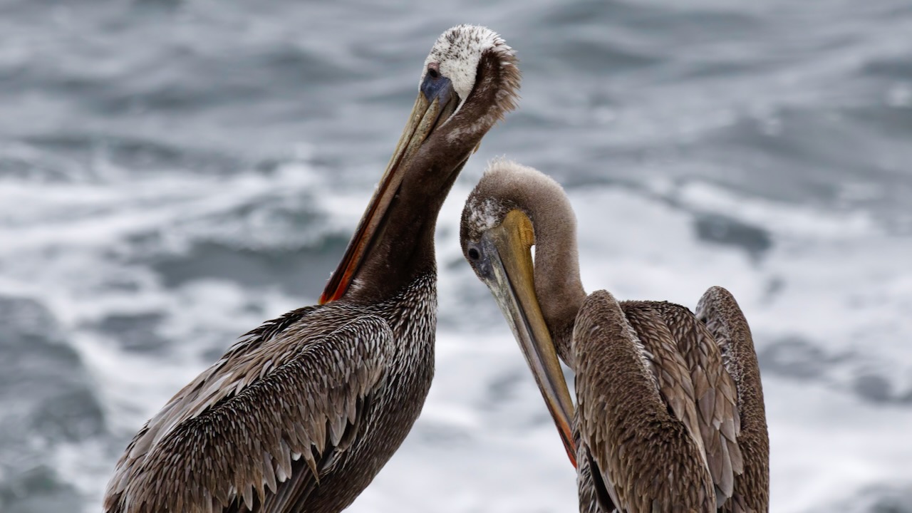 Brown Pelicans