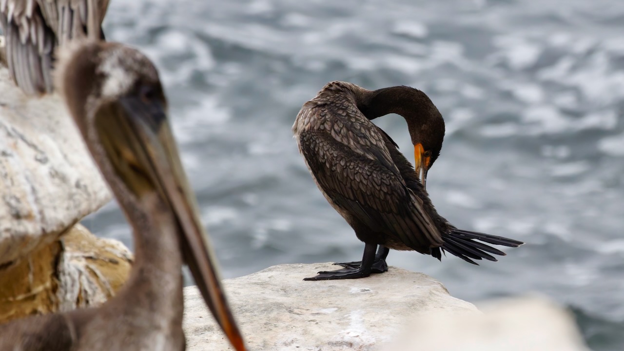 Double-crested Cormorant