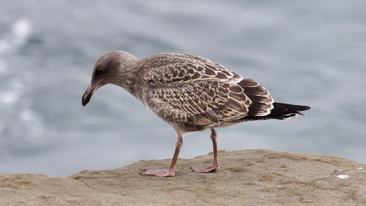 Western Gull