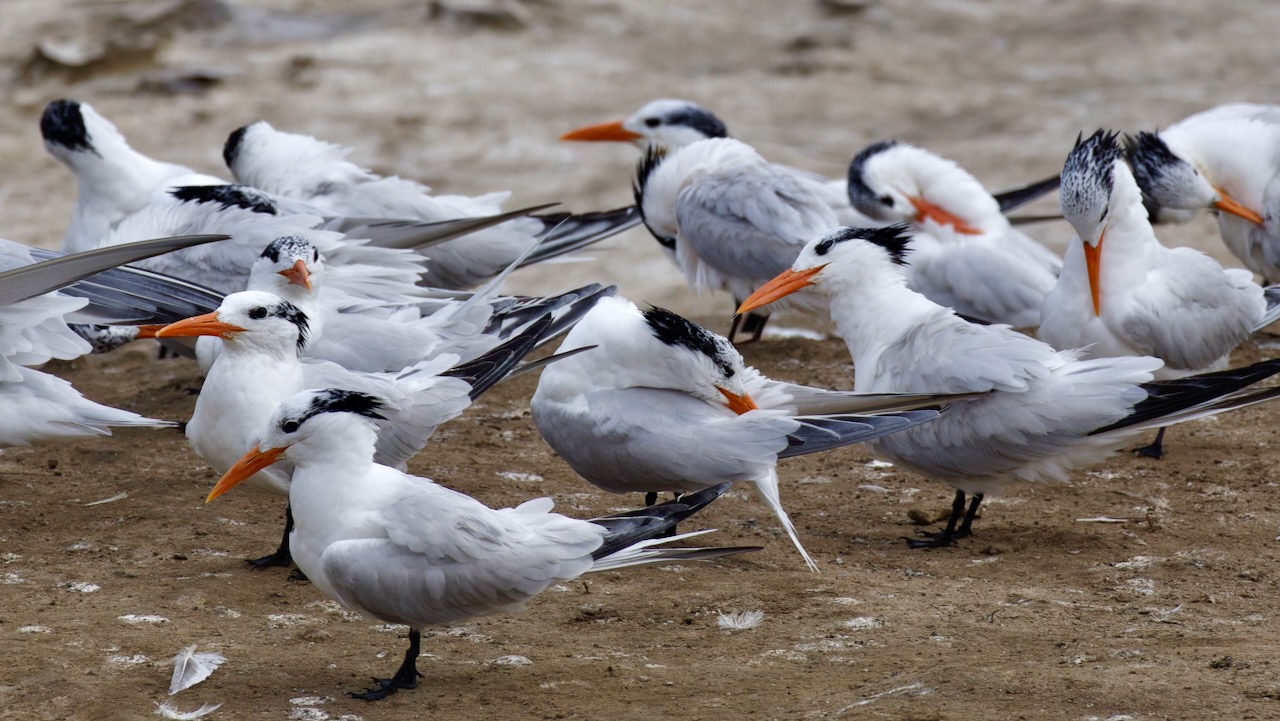 Elegant Terns