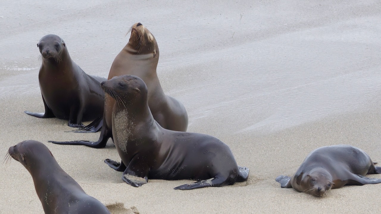 Sea Lions