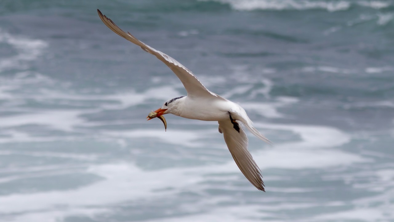 Elegant Tern