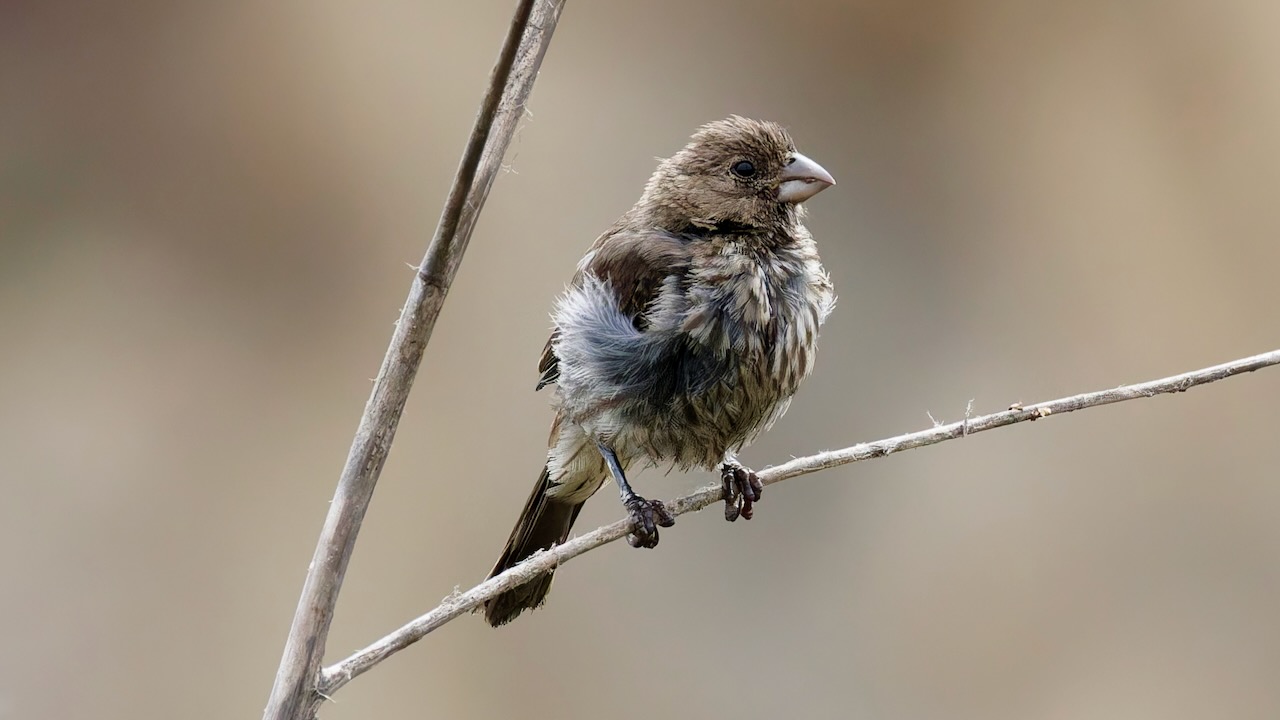 House Finch