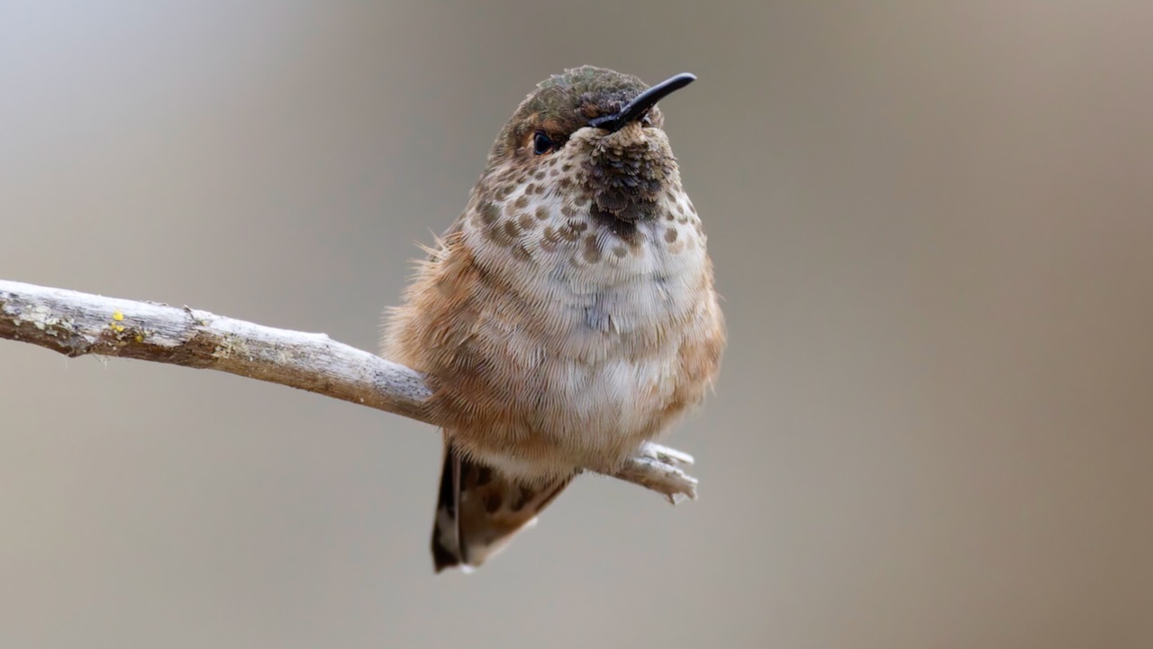 Allen's Hummingbird