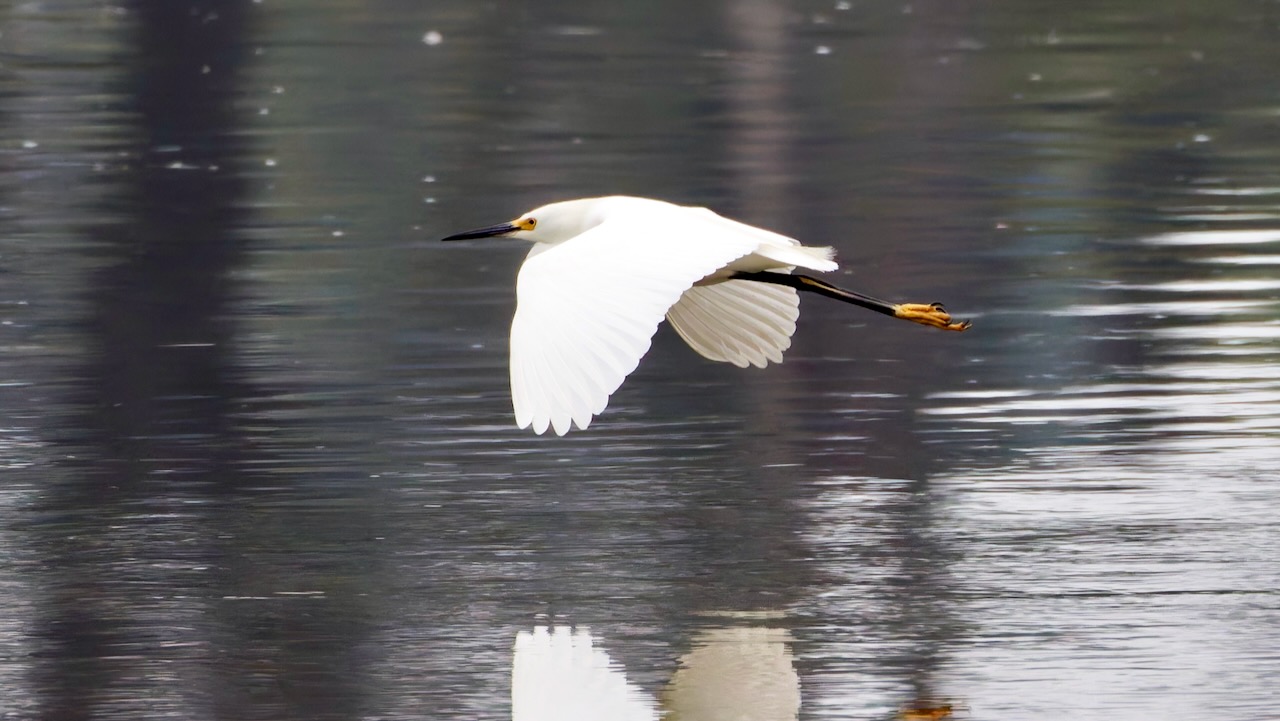 Snowy Egret