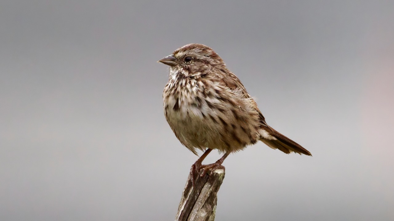 Song Sparrow