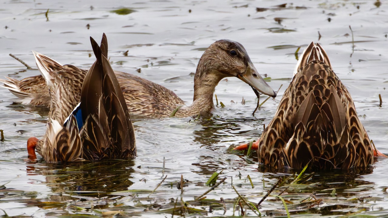 Mallards