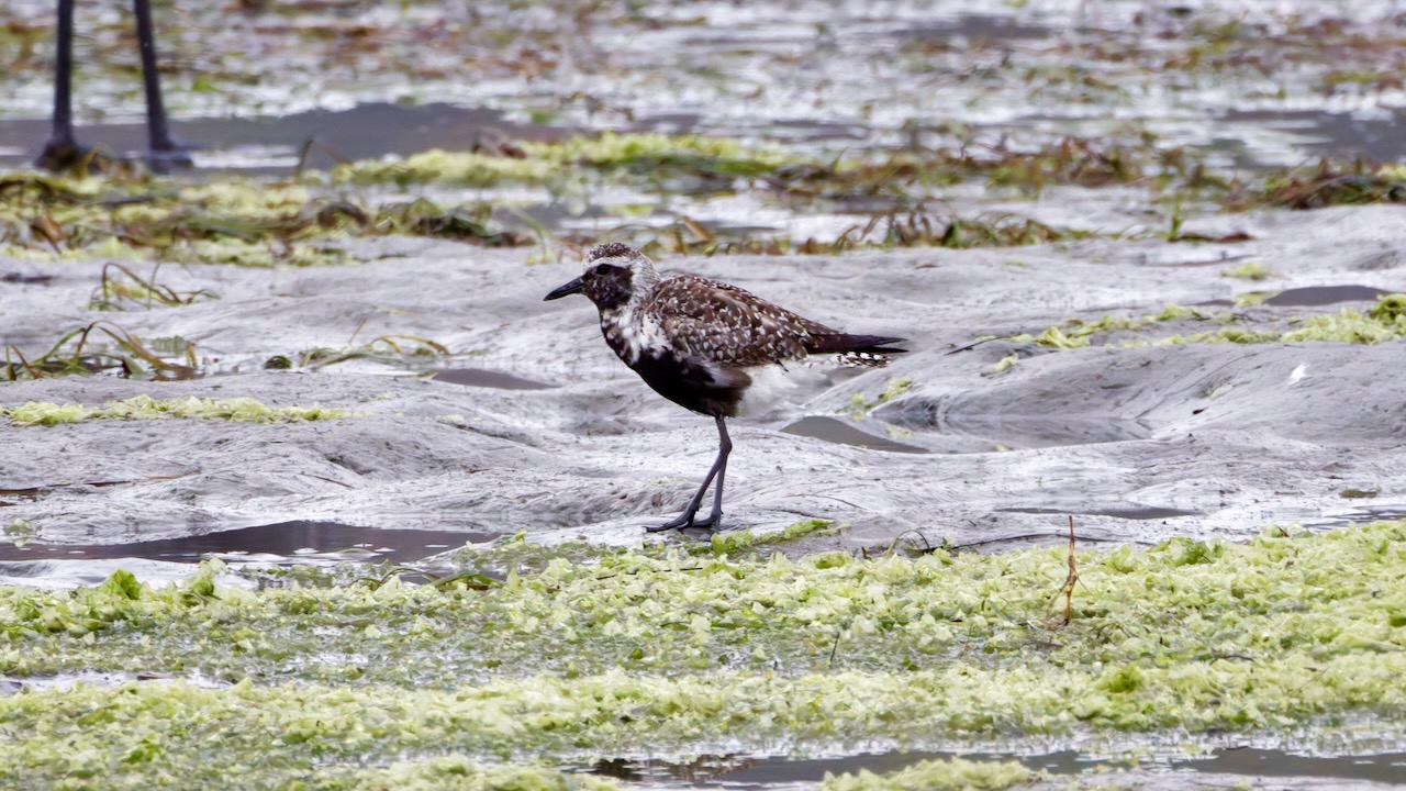 Black-bellied Plover