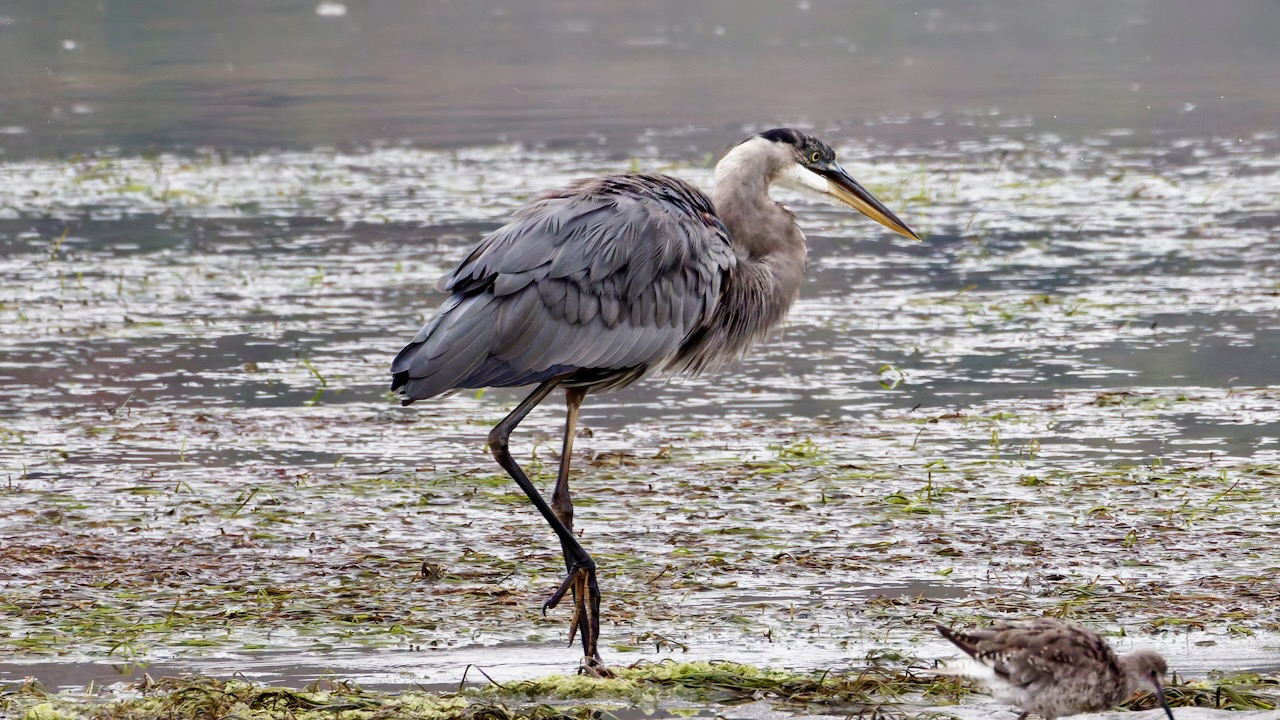 Great Blue Heron