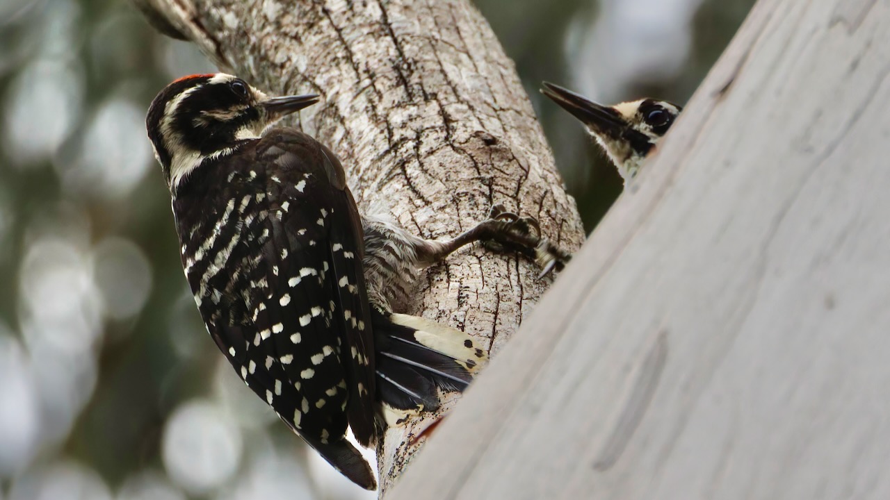 Nuttall's Woodpeckers