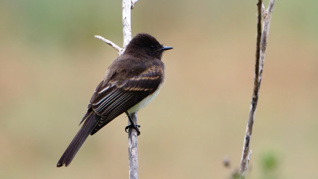 Black Phoebe