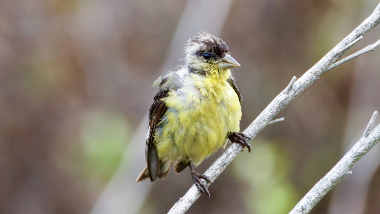 Lesser Goldfinch