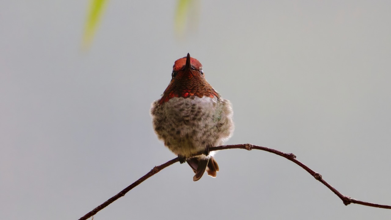 Anna's Hummingbird