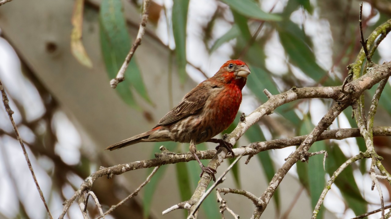 House Finch