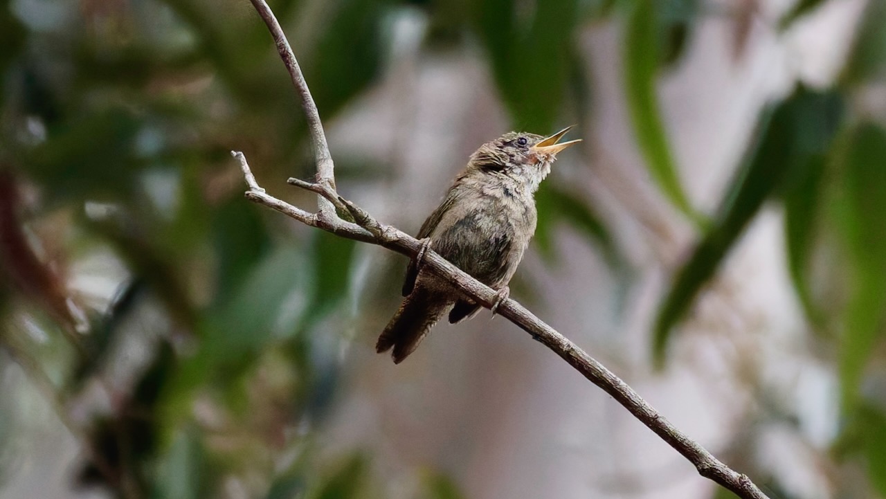 House Wren