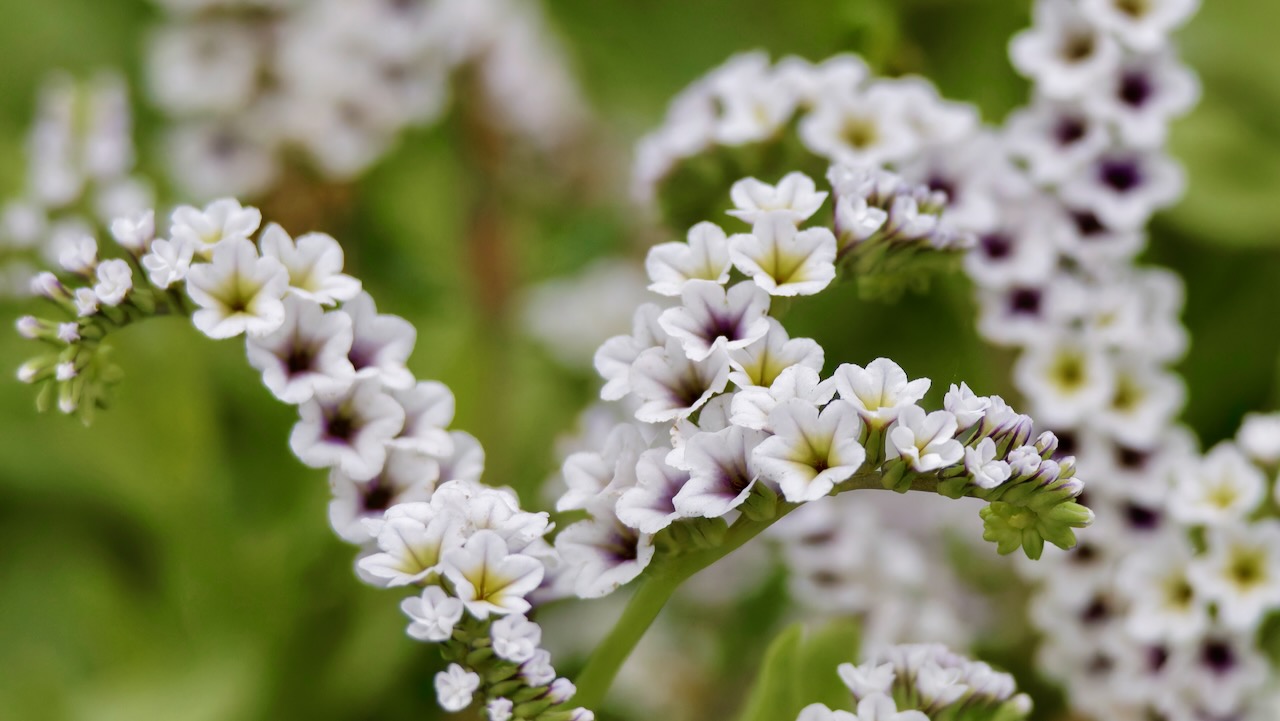 Smooth heliotrope