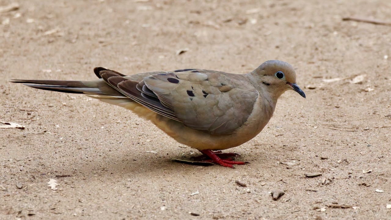 Mourning Dove