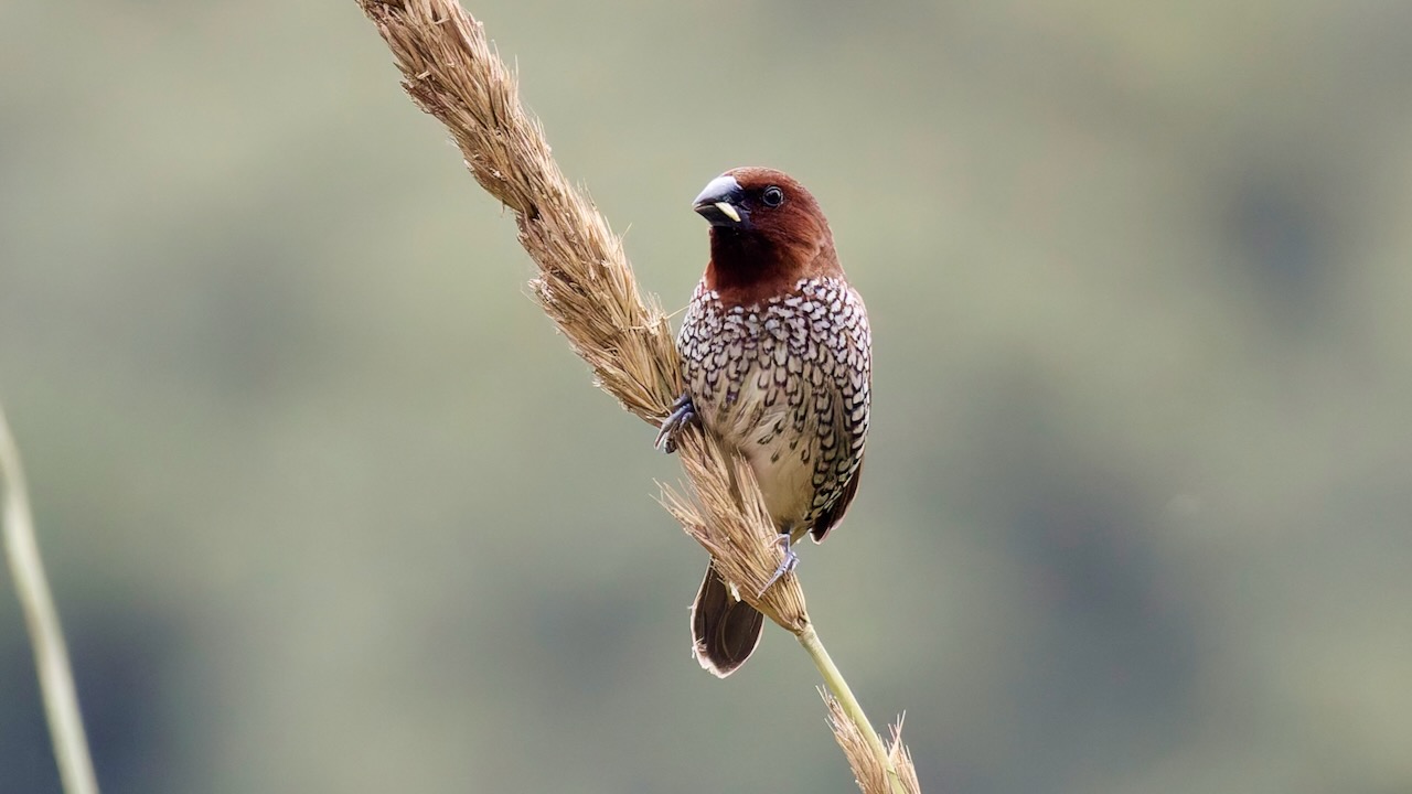 Scaly-breasted Munia