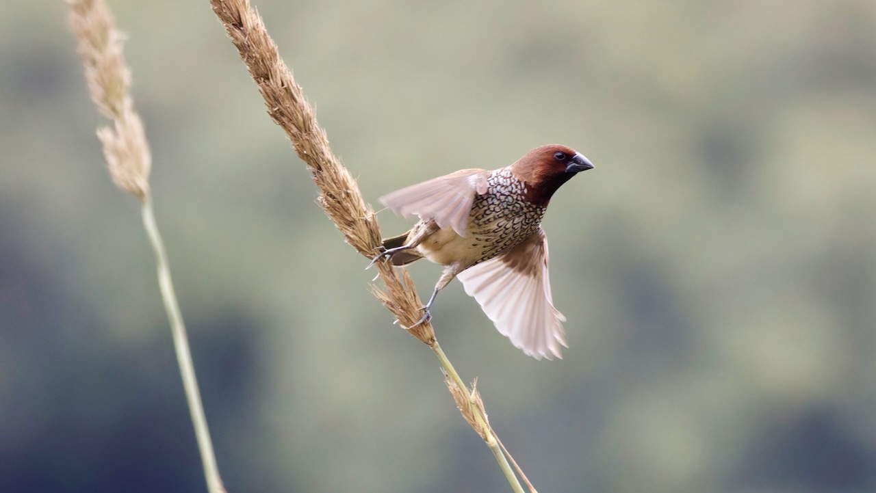 Scaly-breasted Munia