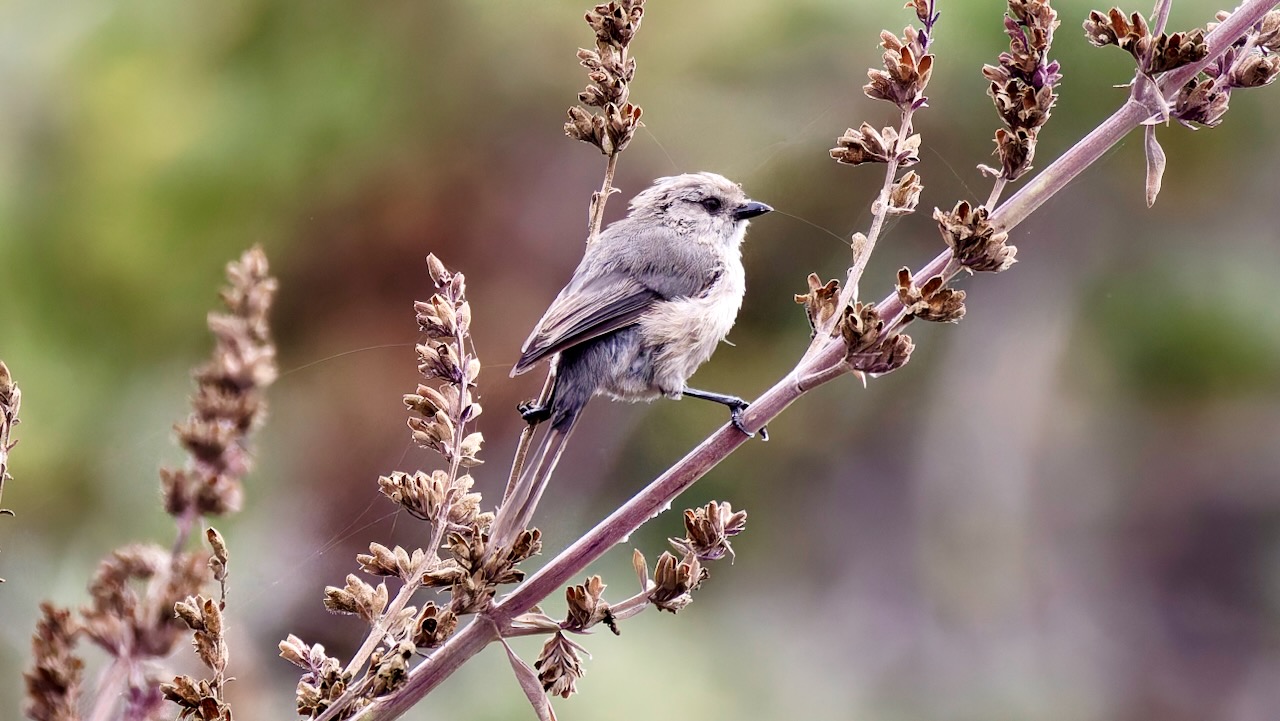 Bushtit