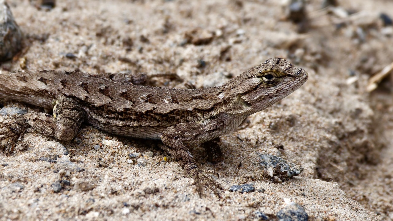 Western fence lizard