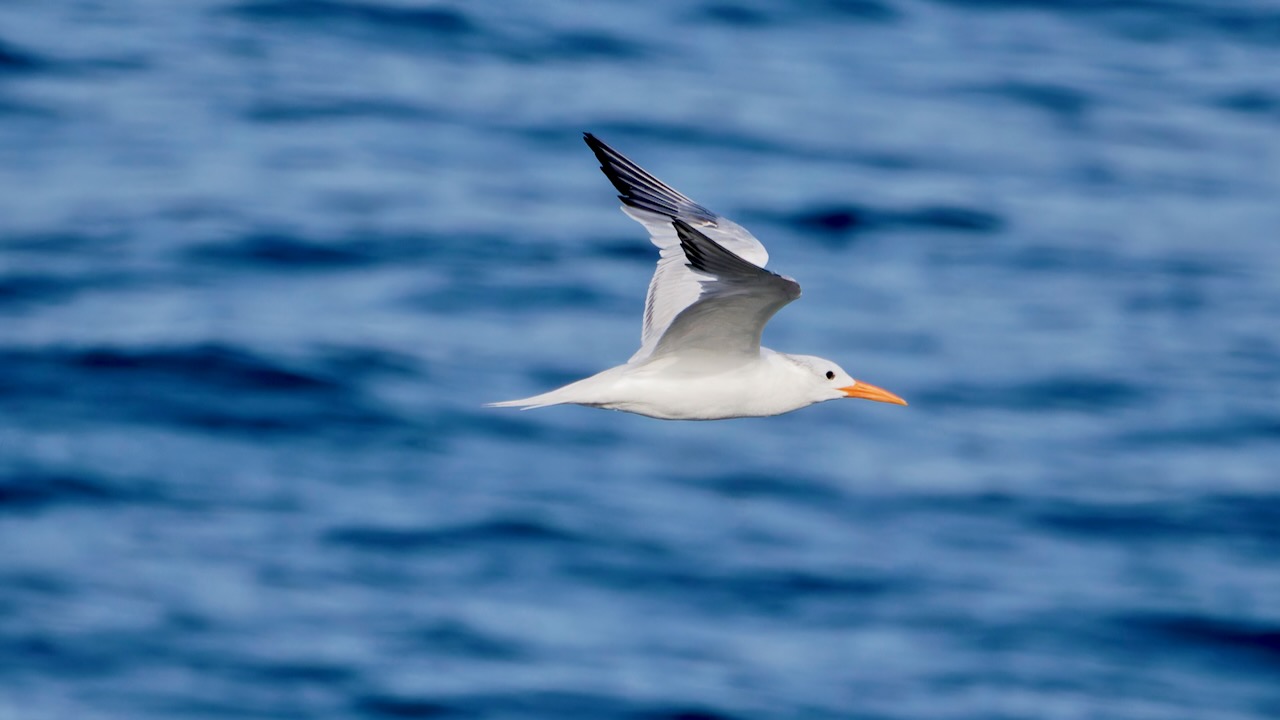 Elegant Tern