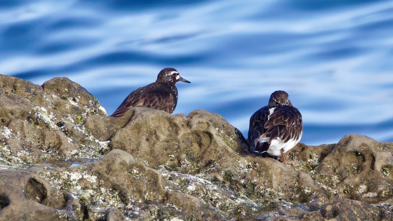 Black Turnstones