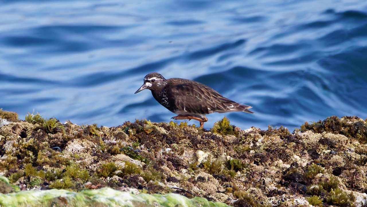 Black Turnstone