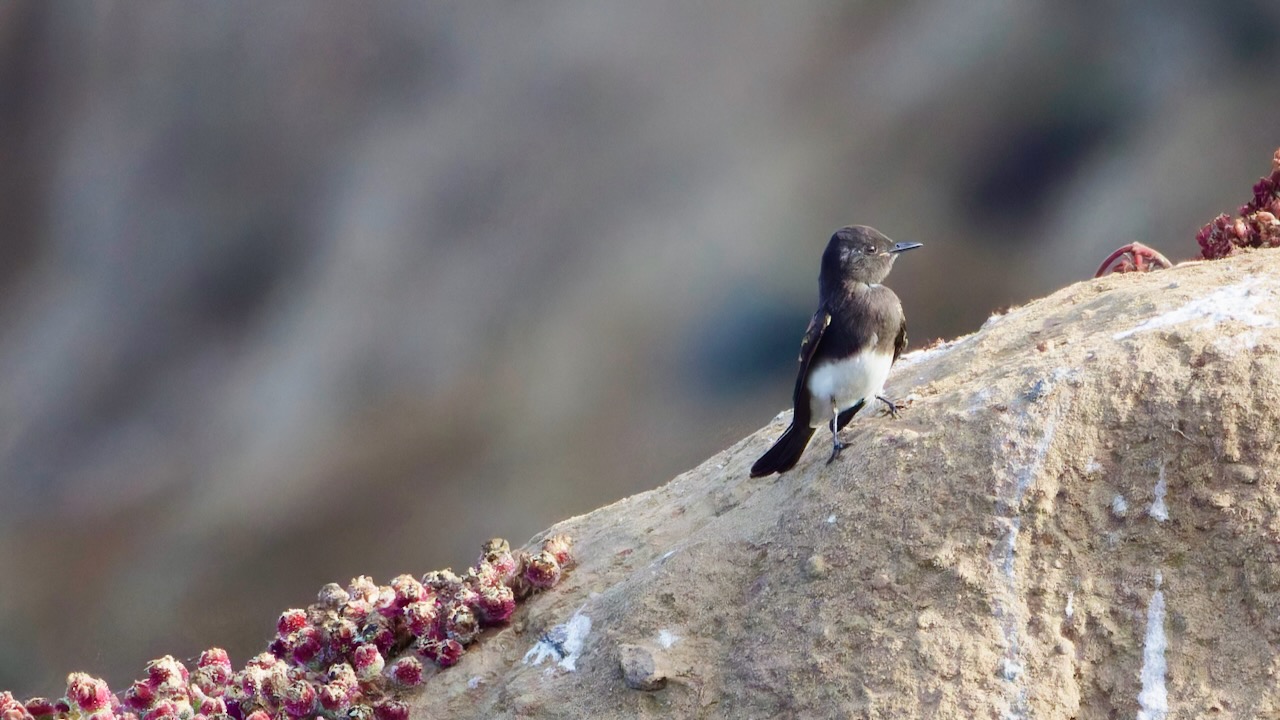 Black Phoebe