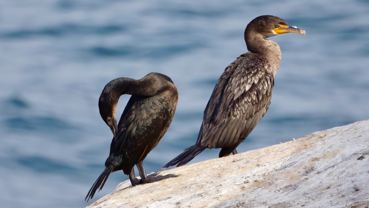 Double-crested Cormorant and Brandt's Cormorant