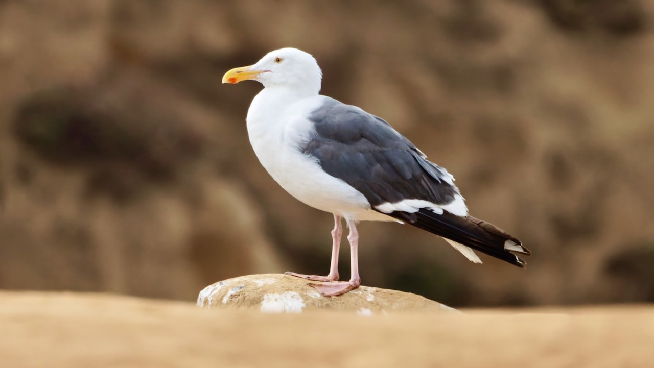 Western Gull