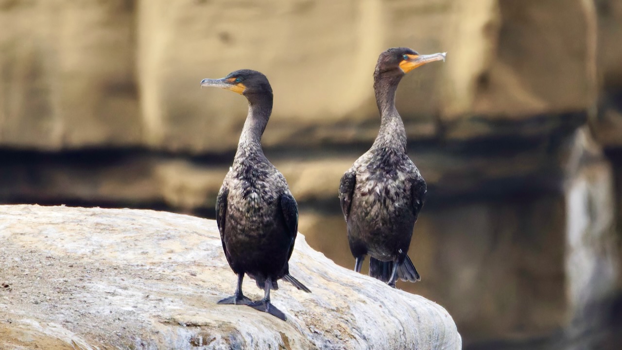 Double-crested Cormorants