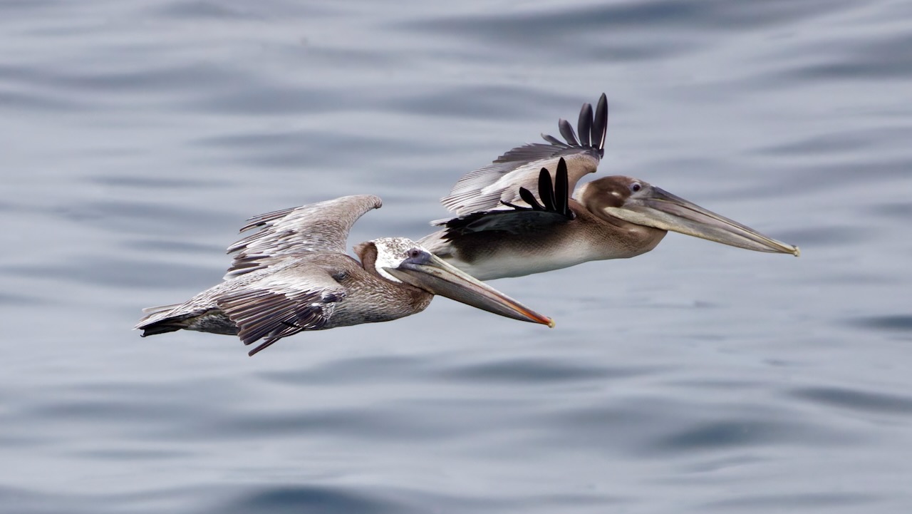 Brown Pelicans