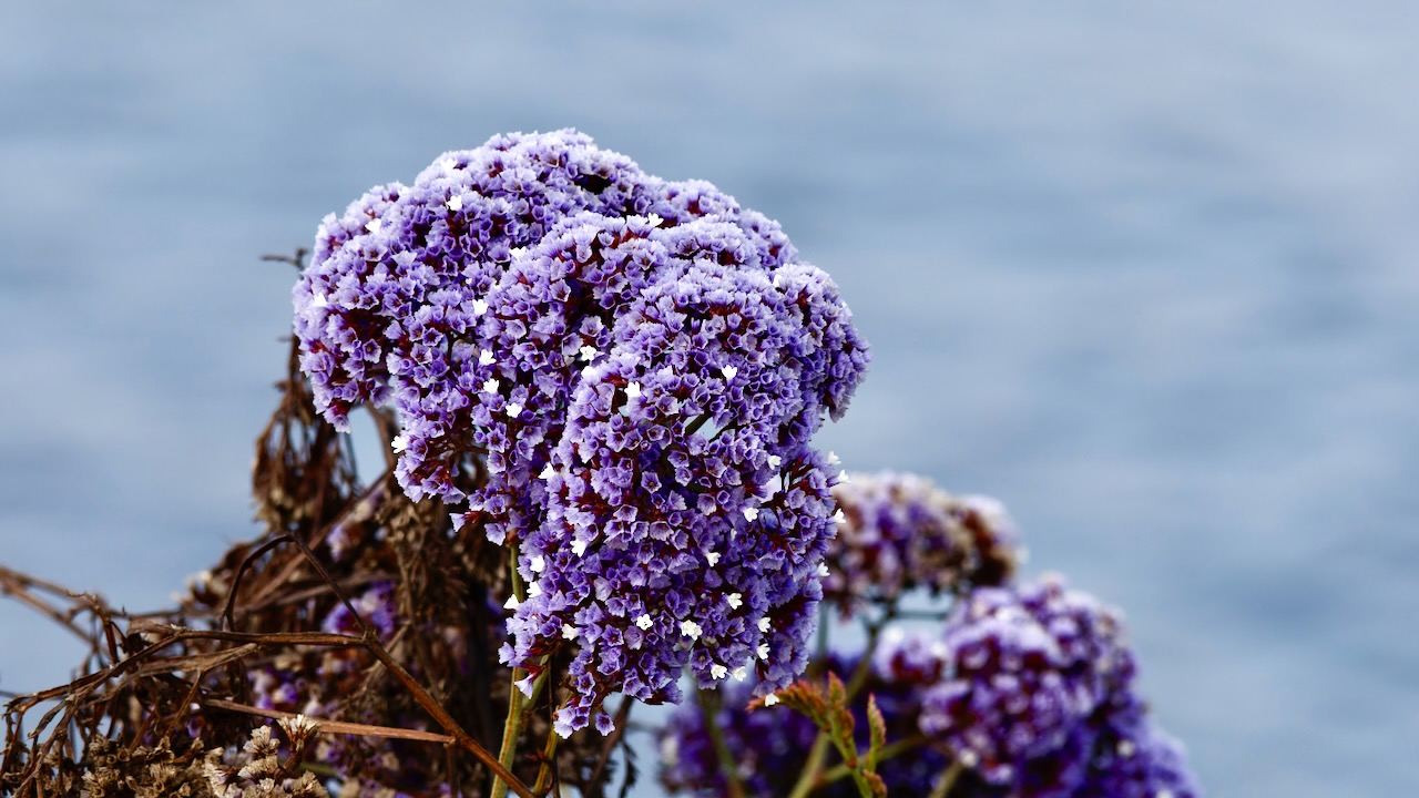 Perennial sea-lavender