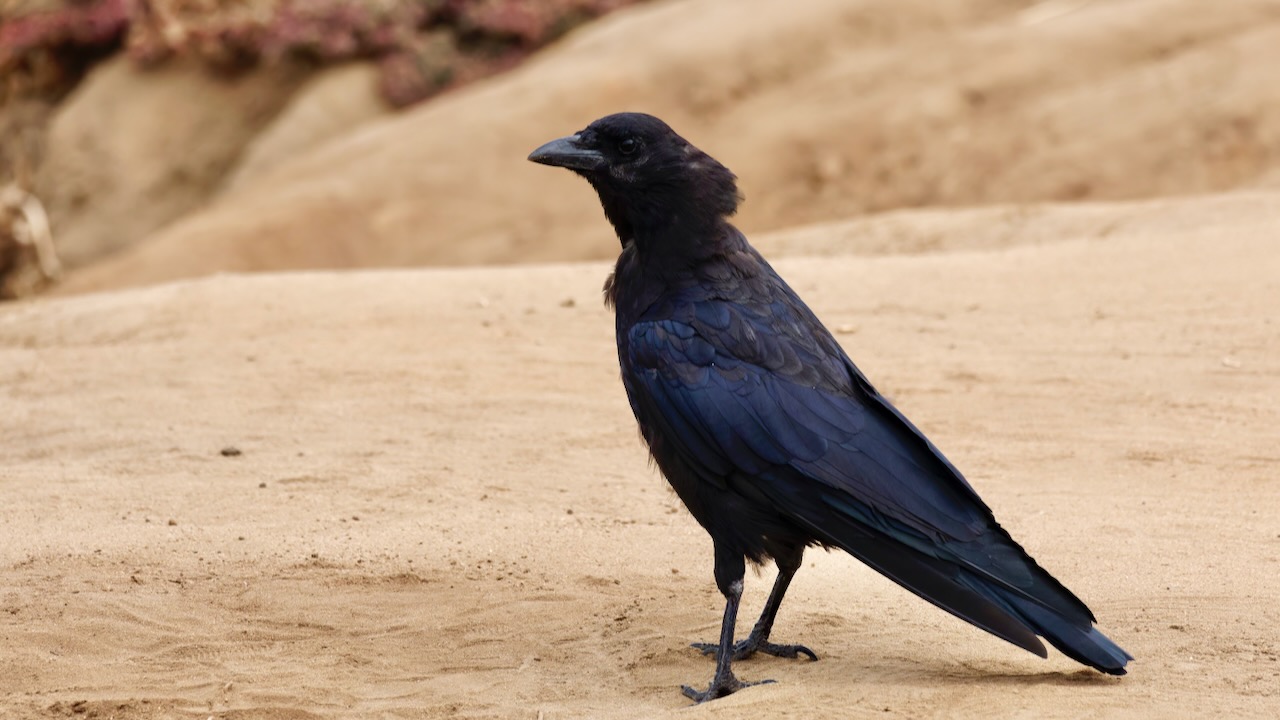 American Crow