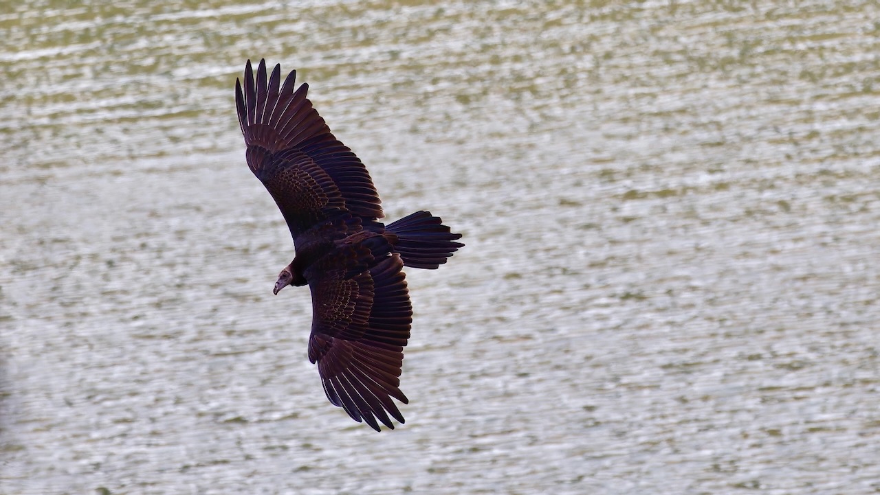 Turkey Vulture