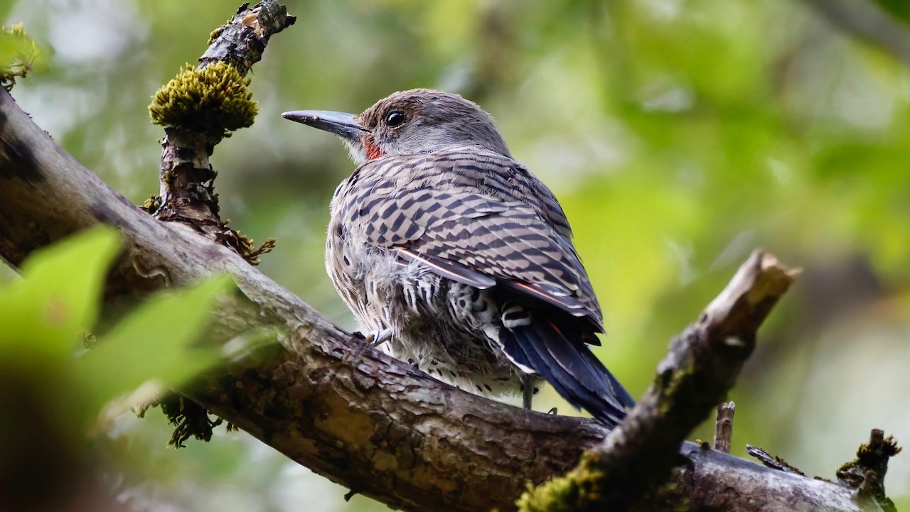 Northern Flicker