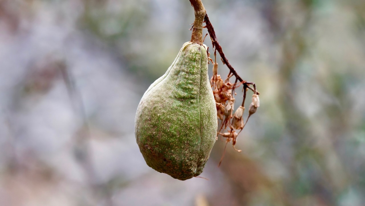 California buckeye