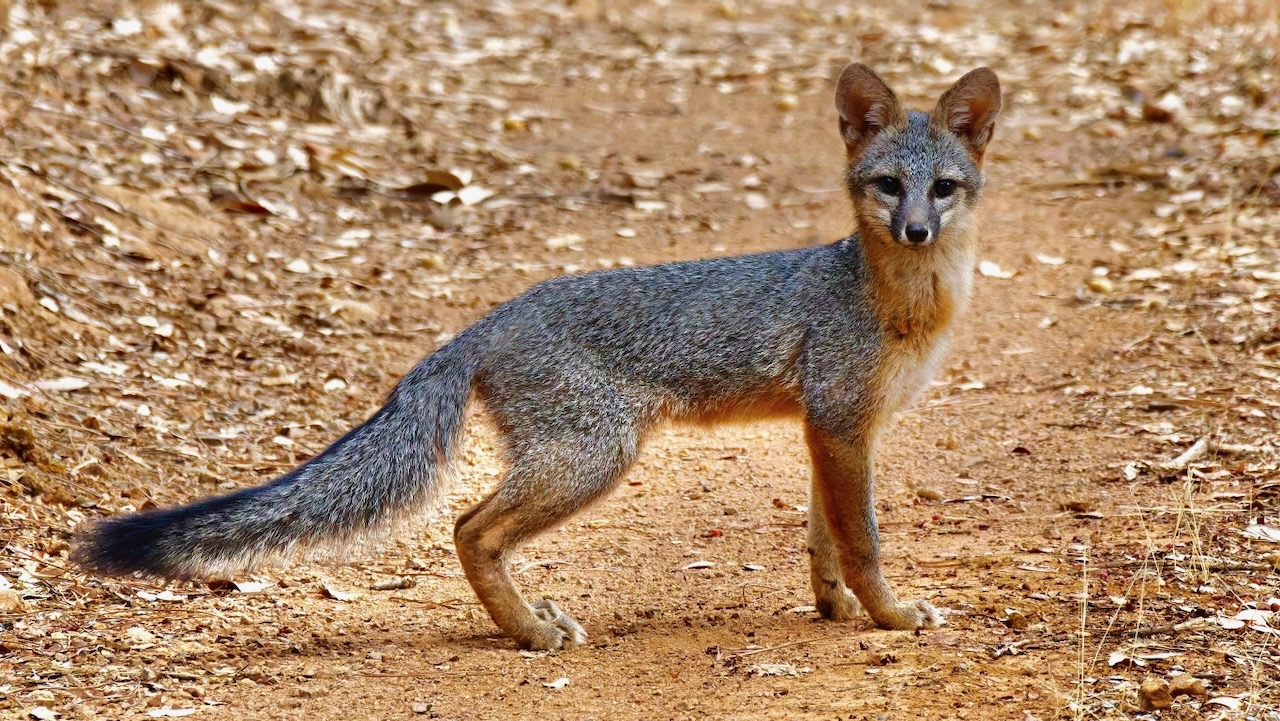 Gray Fox