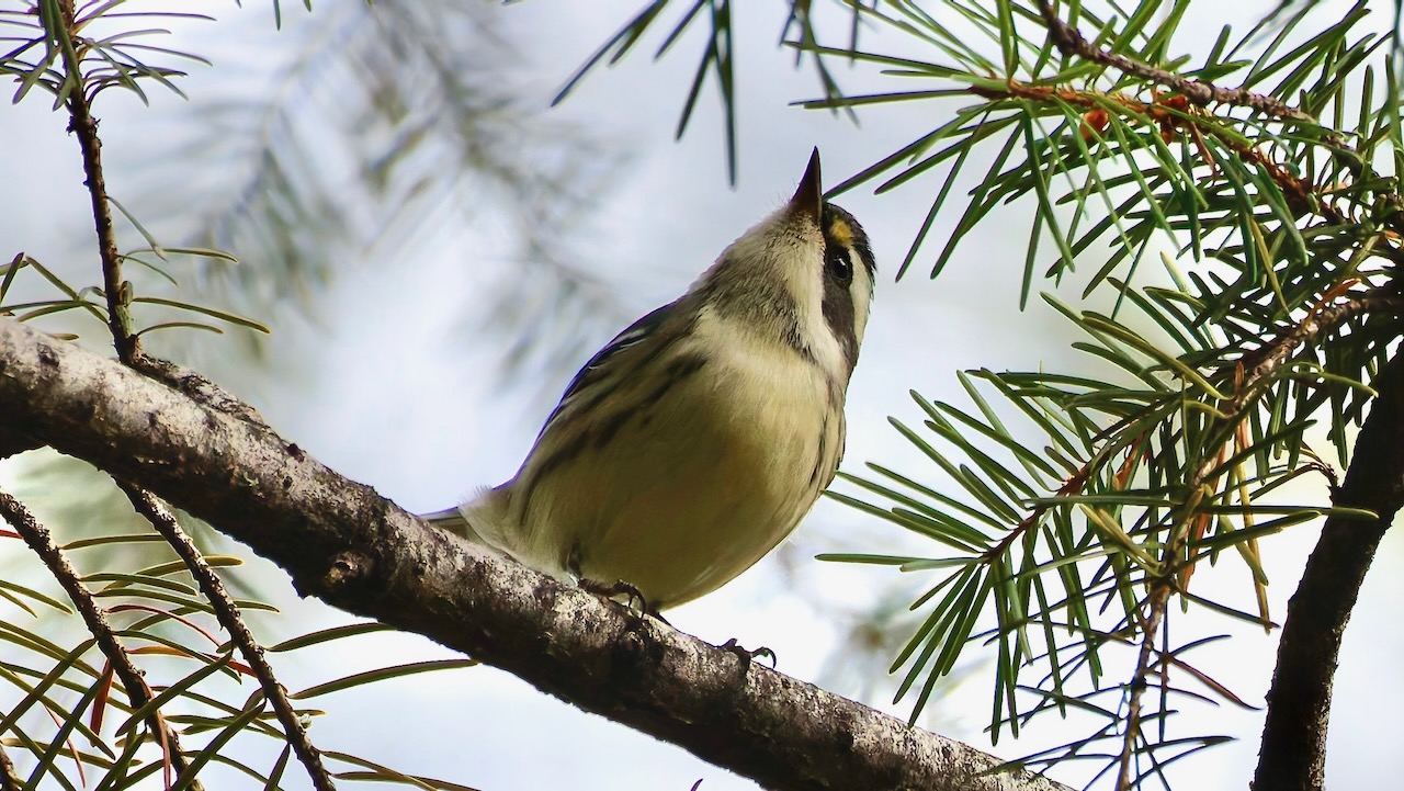 Black-throated Gray Warbler