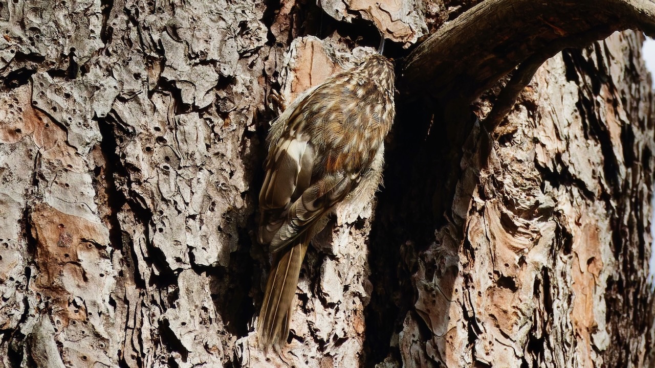 Brown Creeper