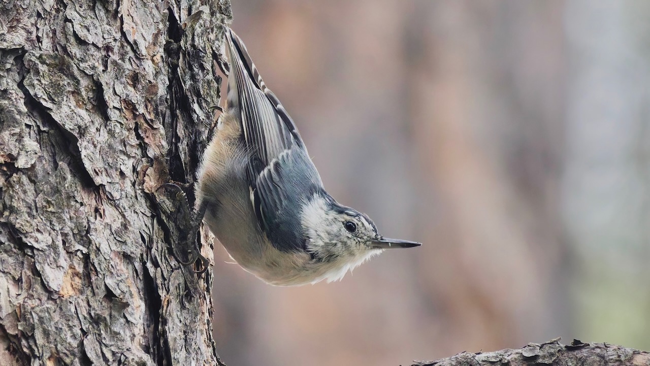 White-breasted Nuthatch