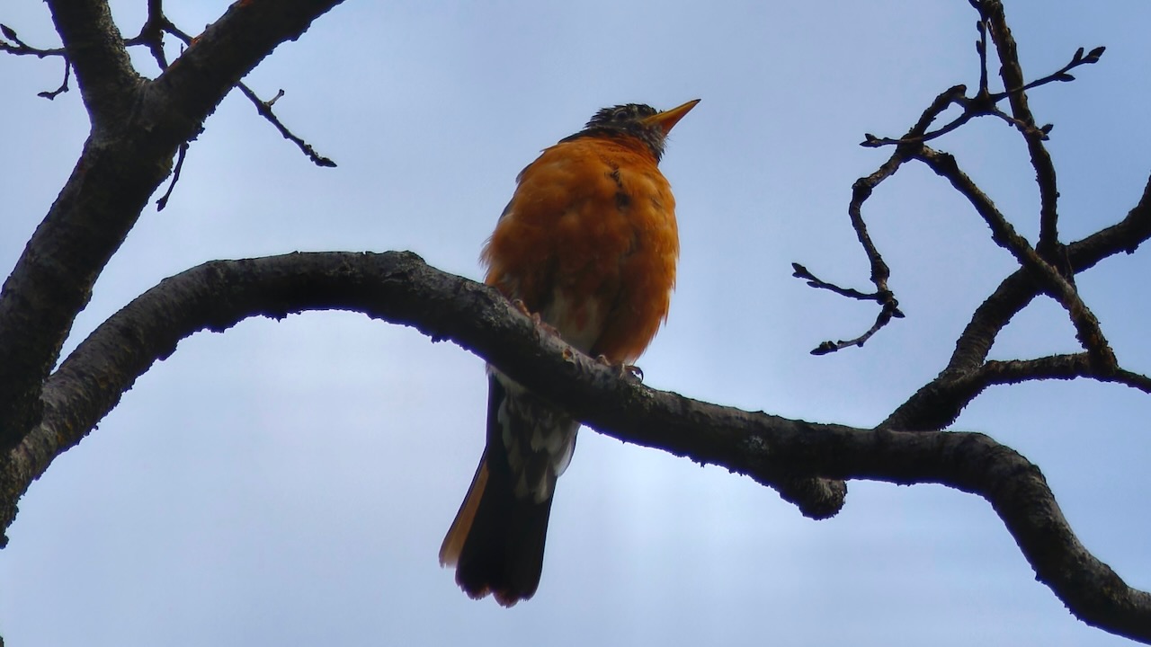 American Robin