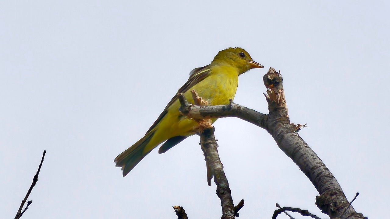 Western Tanager