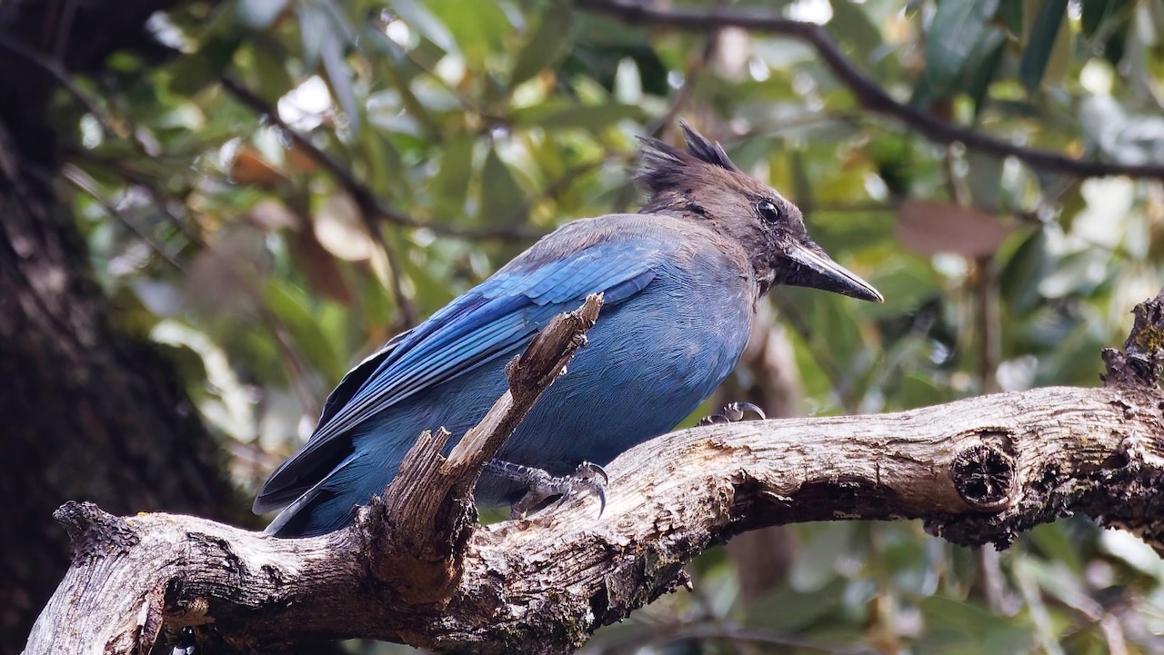 Steller's Jay